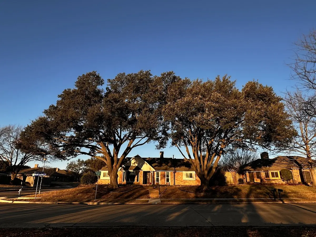 Established residential canopy tree shading a home in Adel